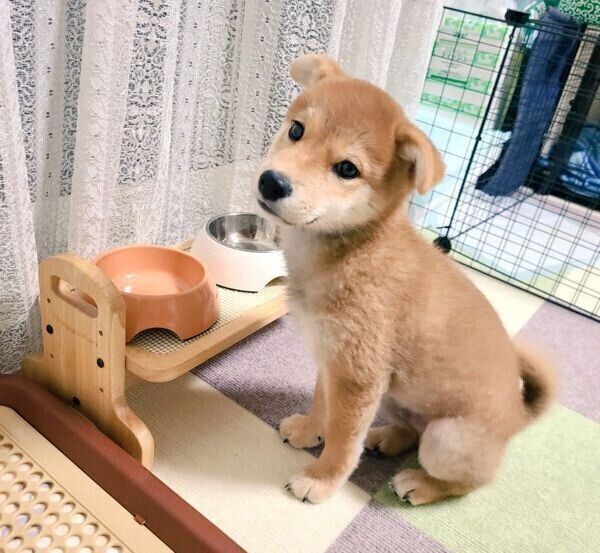 ごはんを待つ麦くん
