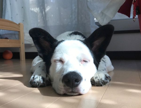 保護犬