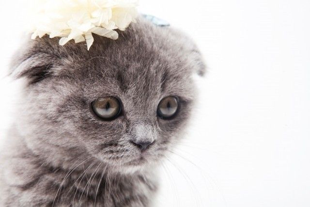 猫の十戒