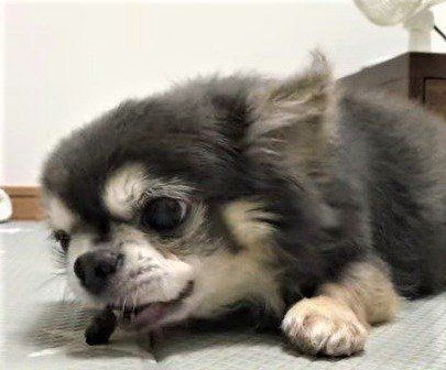 ラズおじさん