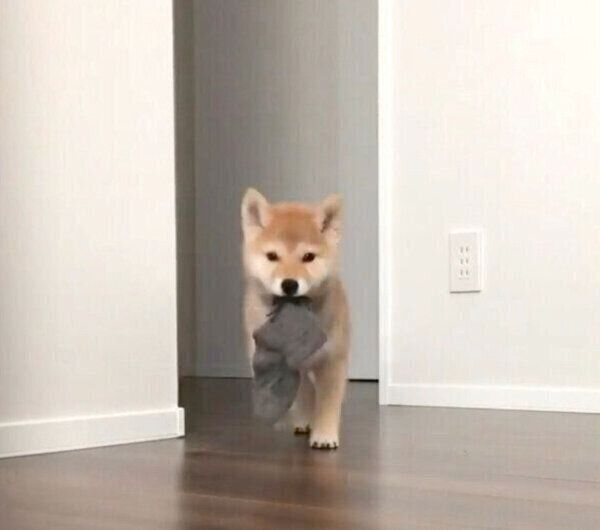 靴下をくわえて走る味噌ちゃん