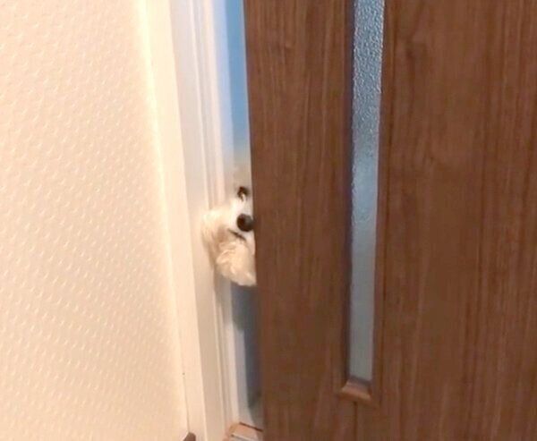 脱衣場を覗き込むしらすちゃん