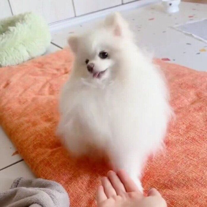 勢いよくオテを繰り返す太郎くん