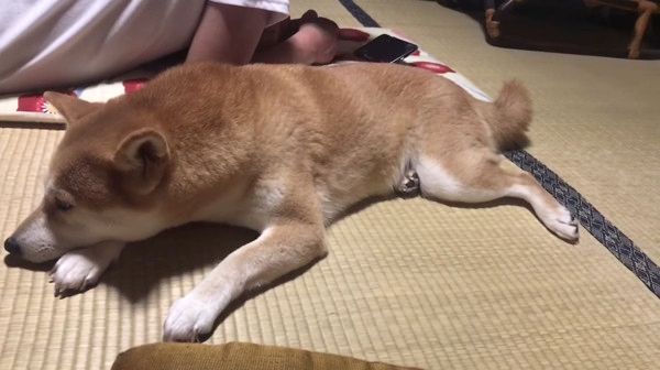 しょぼんワンコ