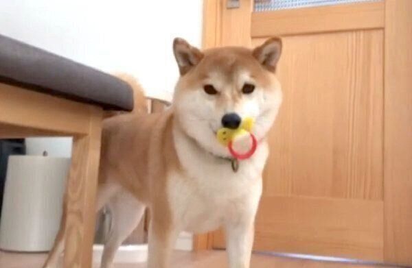 「おしゃぶり」を盗むこてつくん