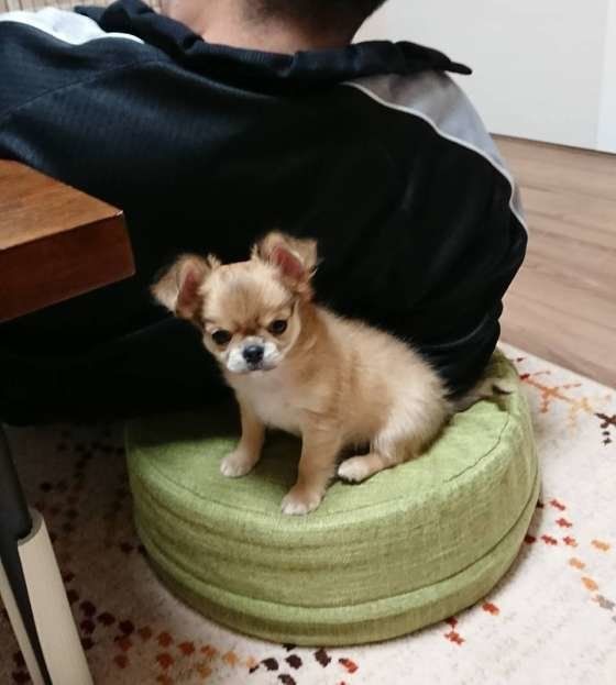 まめちゃん