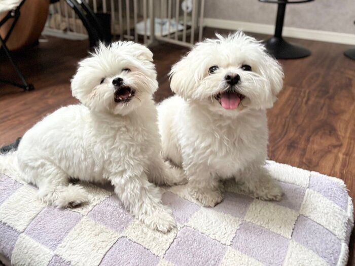 仲良しなチーズちゃん、わむうくん