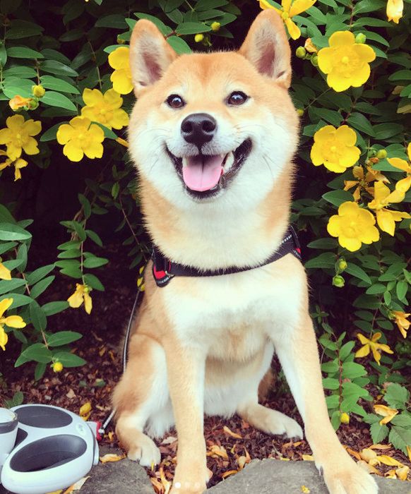 抱っこ中にウトウトする柴犬