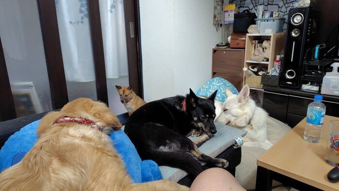 同居犬たちとゆったり過ごすステラちゃん