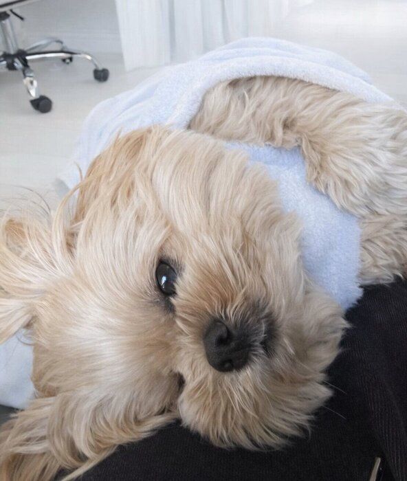 飼い主さんに甘えるがんもくん