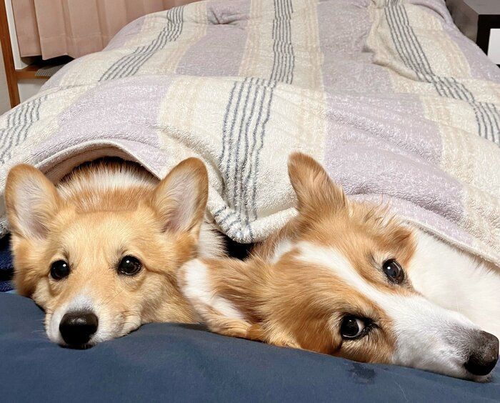 飼い主さんの布団でくつろぐ華ちゃん、麗ちゃん。