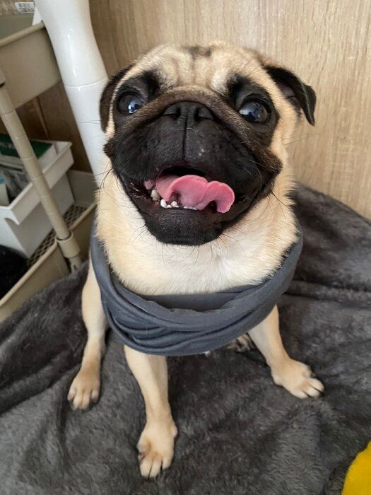 約1才6カ月のパグ