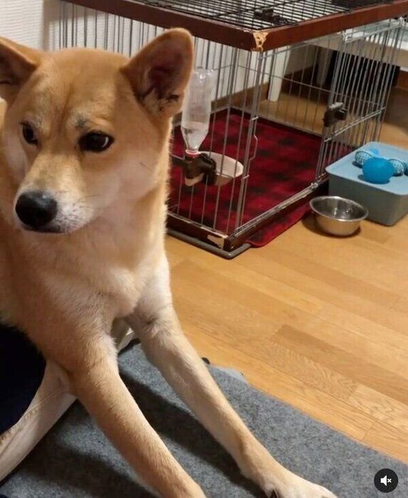 飼い主さんにアピールする朔太郎くん