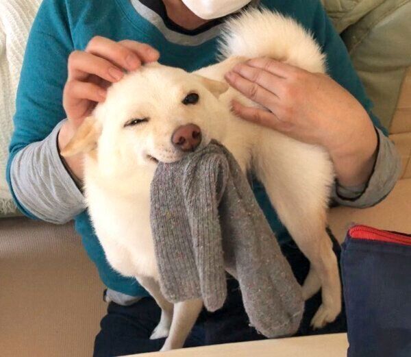 ヒコーキ耳をするまめたちゃん