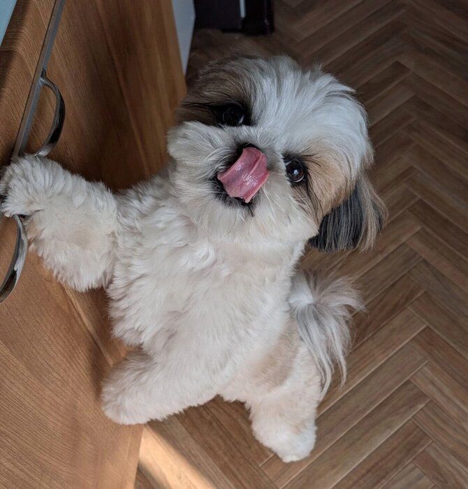 「ゴハンは?」とアピールするズシくん