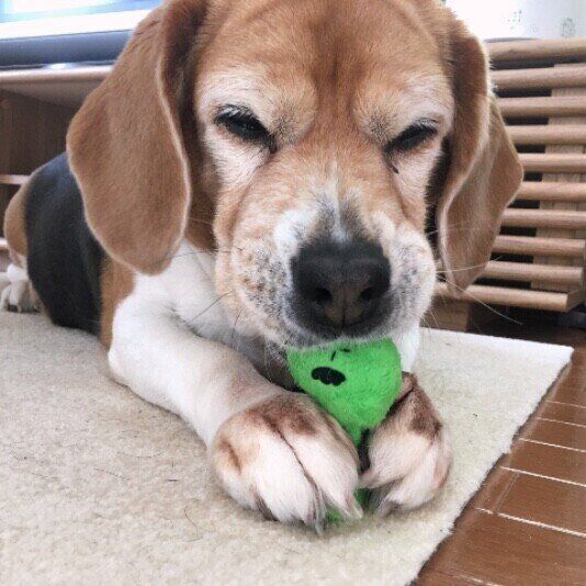 犬のおもちゃを清潔に! お手入れ方法を確認しよう いぬのきもち
