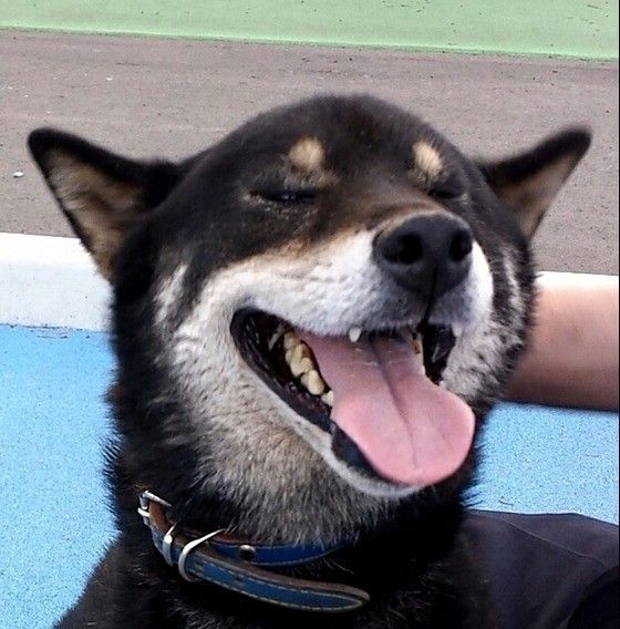 なでなでされてうれしそうな柴犬のゴン太くん