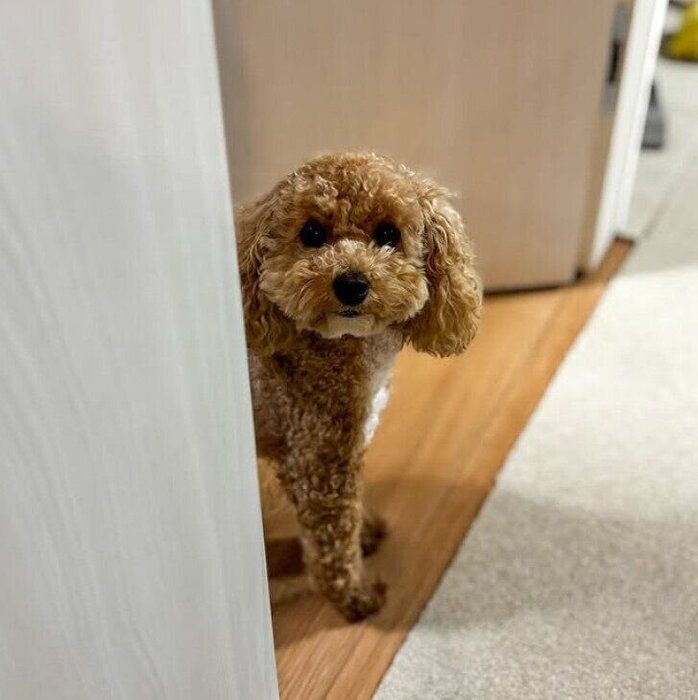 ドアからのぞくチュウィちゃん