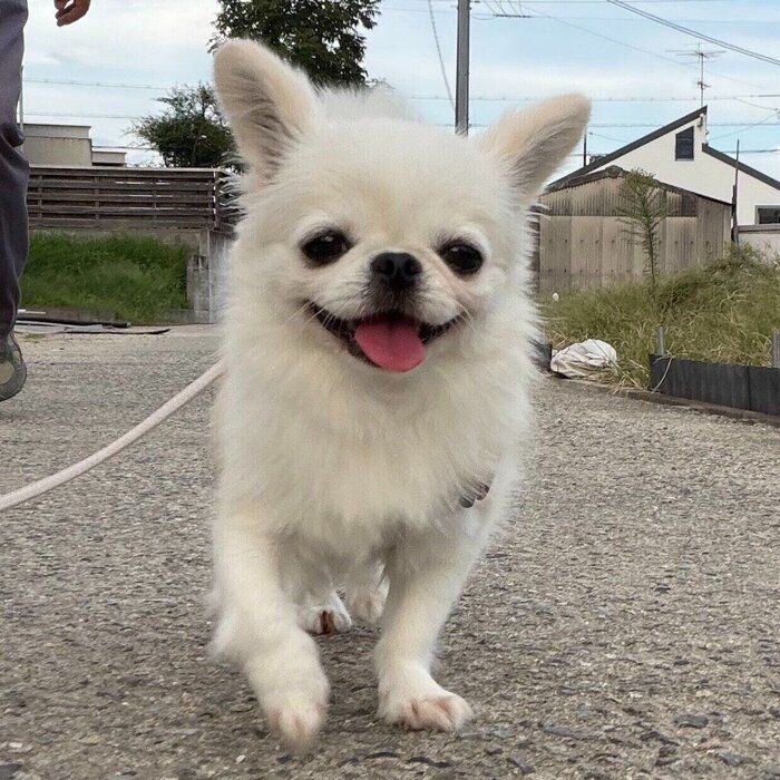 ニコニコとした表情でお散歩するこあちゃん