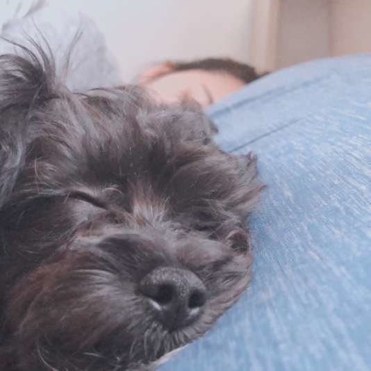 眠るMix犬