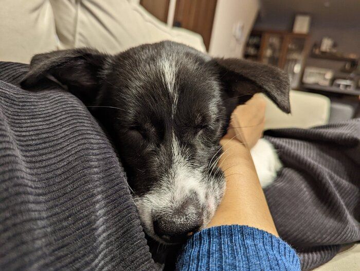 飼い主さんに抱っこしてもらう子犬時代のあんころちゃん　かわいらしい