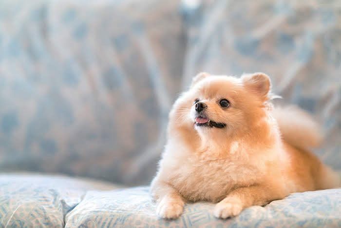 宙を見上げる犬