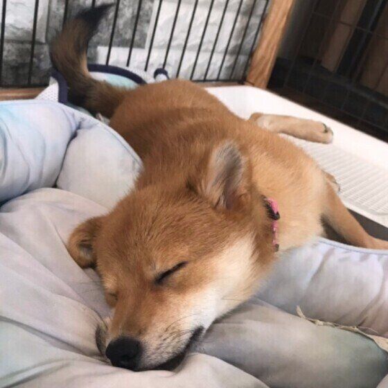 まさか?!獣医師に聞いたお留守番中に起こりうるトラブル