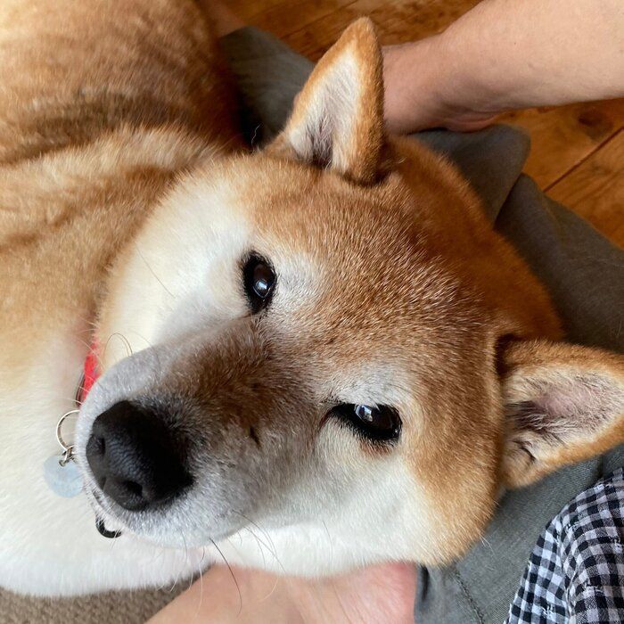 飼い主さんに甘えるポンたろうくん　うっとりとした表情がかわいらしい