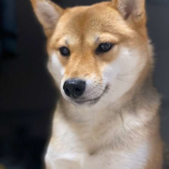柴