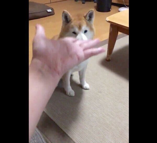 ぬいぐるみを投げてもらったロペさん