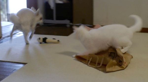 チワワと猫