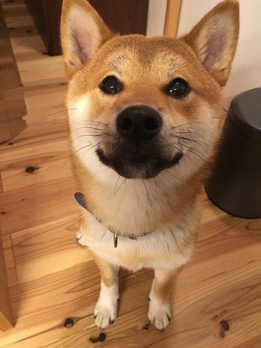 柴犬