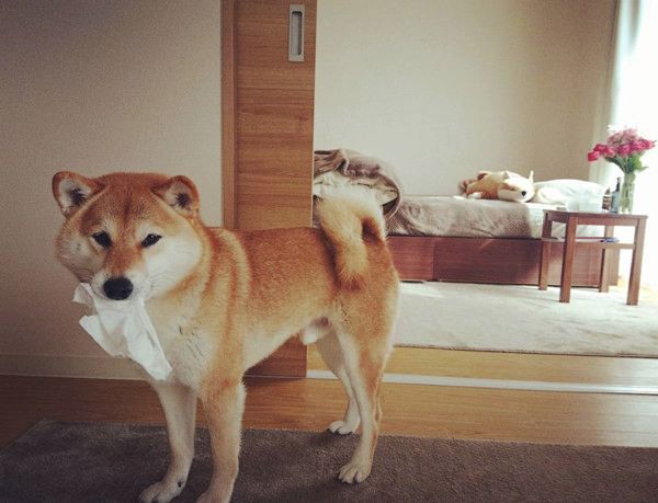 隣で寝ている柴犬