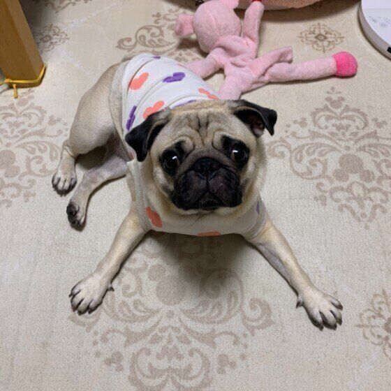 パグ