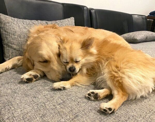 寄り添って眠るらん丸くんとぽん吉くん
