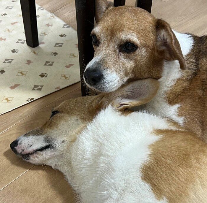 くっつくちくわちゃん、ウニちゃん