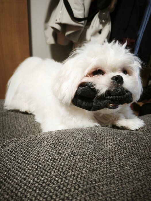 靴下をくわえる犬