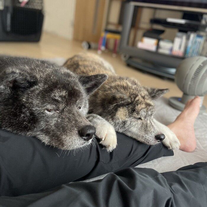飼い主さんの足に“あごのせ”する愛犬たち 「幸せな重み」と飼い主さんが