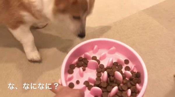 ダイエット中のコーギー