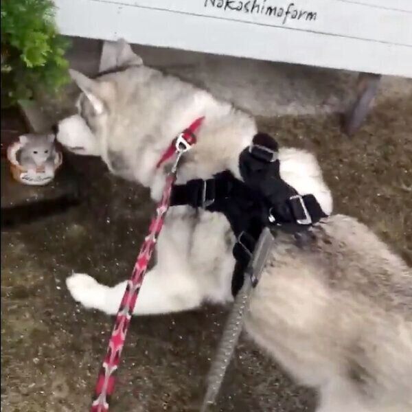 置物にビビるニポくん