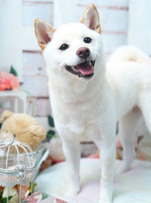 写真撮影中のこもちちゃん