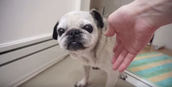 お風呂が気になるパグ