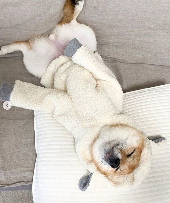 眠る豆柴