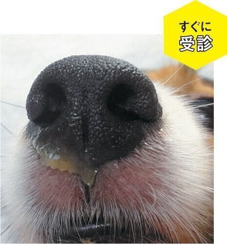 鼻水の症例写真