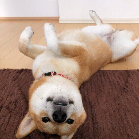 ヘソ天の柴犬