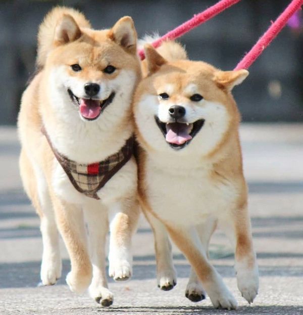 密着する柴犬