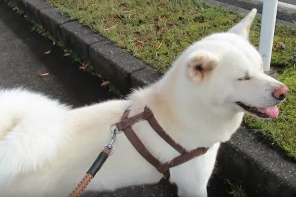 秋田犬