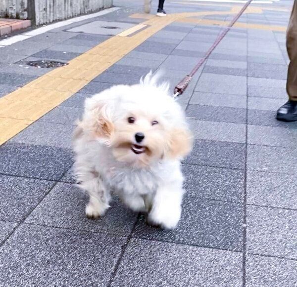 走り方が祟り神のようなビールくん