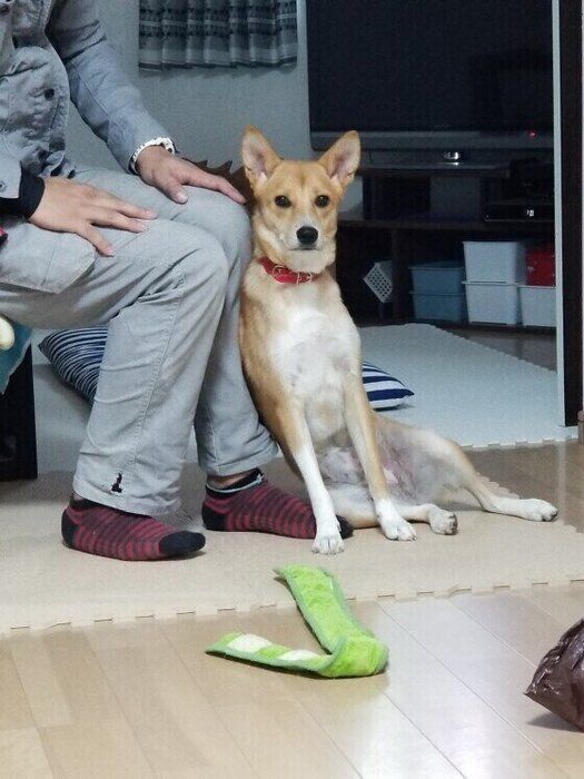 愛犬ともっと仲良くなれるかも?犬の幸せサインを見逃さないで! いぬのきもち