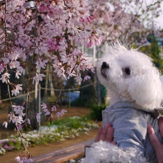 獣医師の先生のOKが出るまで抱っこ散歩をしてもらっているトイプーちゃん